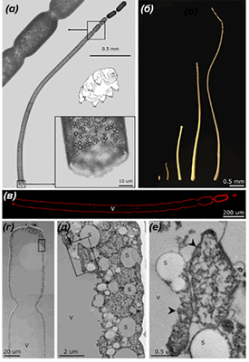 Морфология и ультраструктура клеток