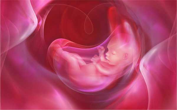 предназначение плаценты