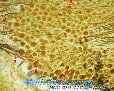 органы при интоксикации йодом