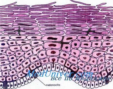 хрусталик при отравлении йодом