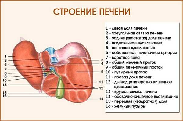 Строение печени