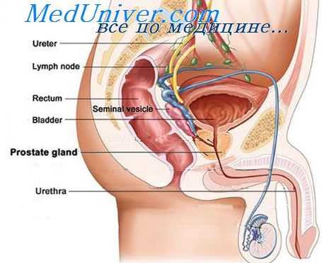 метаболизм гормонов