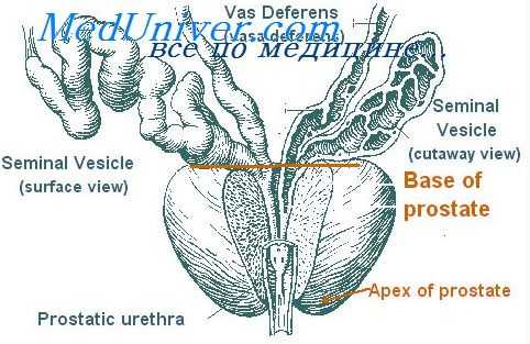 обмен андрогенов