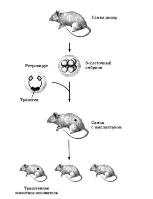 Получение линии трансгенных мышей с использованием ретровирусных векторов