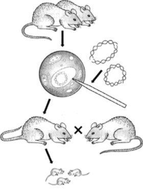 Схема получения трансгенных мышей