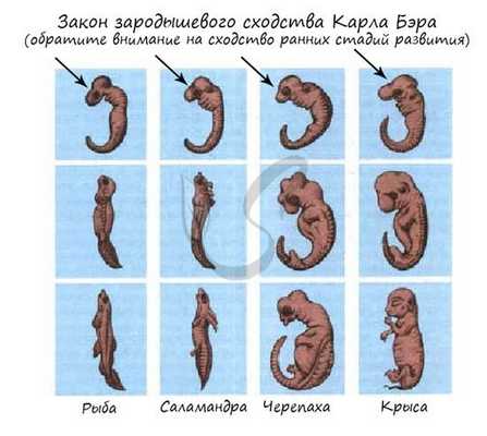 Закон зародышевого сходства Карла Бэра