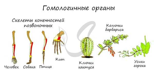Гомологичные органы