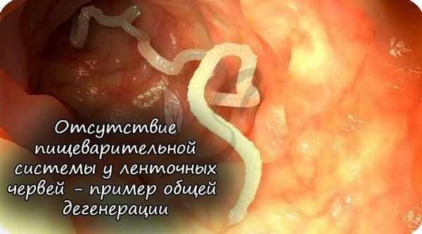 Пример общей дегенерации - отсутствие пищеварительной системы у ленточных червей