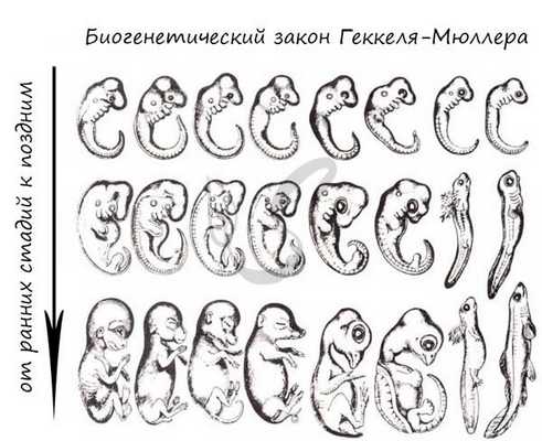 Биогенетический закон Геккеля-Мюллера