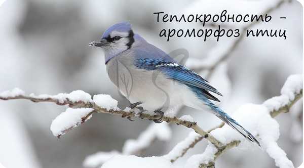 Пример ароморфоза - теплокровность у птиц