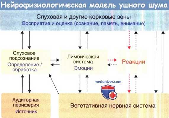 Нейрофизиология ушного шума