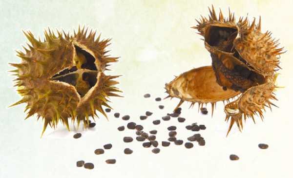 Семена дурмана обыкновенного