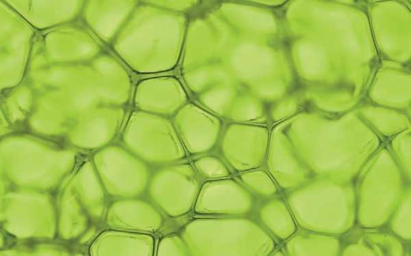 клетки, полные хлорофилла