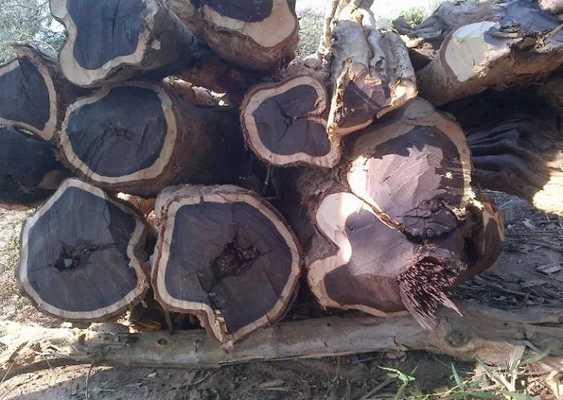 индийское черное дерево