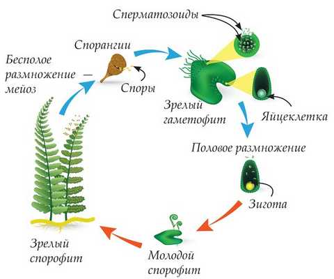 Цикл роста и размножения папоротников