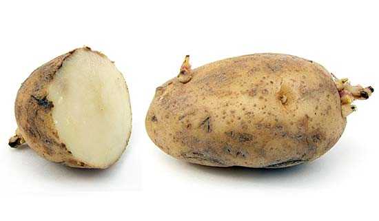 Картофель, в умеренном климате выращивают как двулетнее растение.