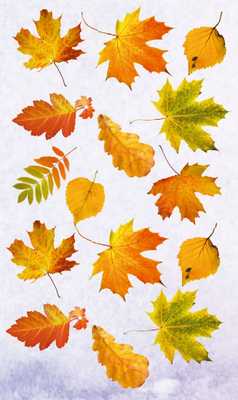 желтые листья