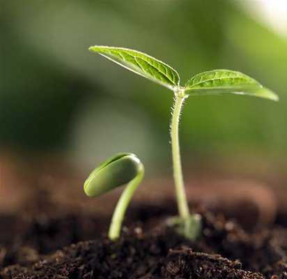 Четвертая и пятая фазы роста растения