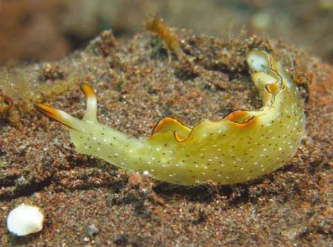 морской слизень