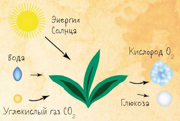 Фотосинтез