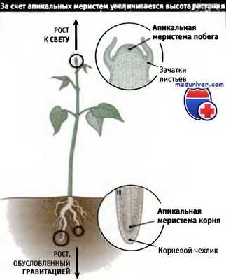 Рост растений