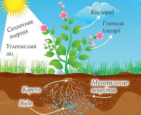 Солнечный свет