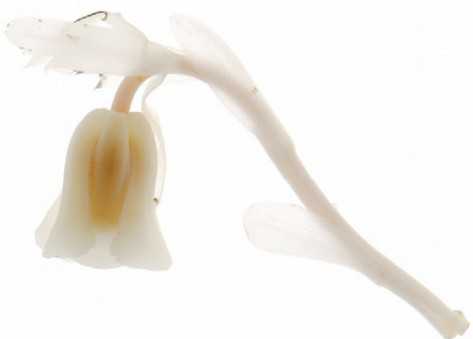 подъельник