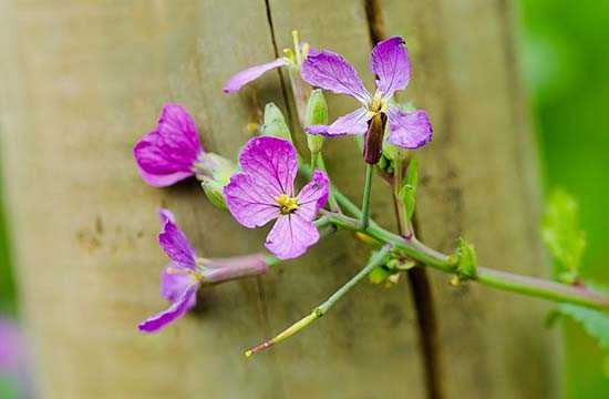 Цветы редиса красивые, но есть их не будешь. Чтобы редис не ушел в цветуху, сокращают световой день