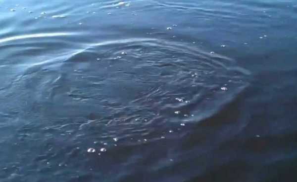 сход щуки с блесны