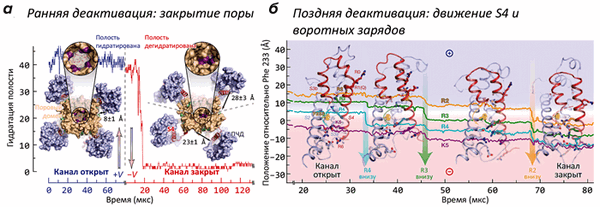 Движения потенциал-чувствительного домена при активации K-канала