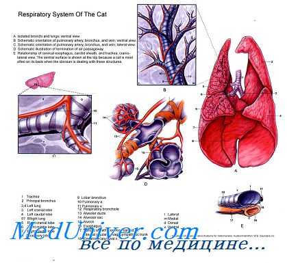 воспаление при бронхиальной астме