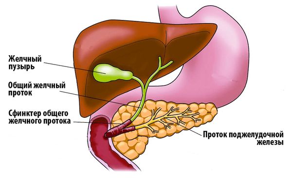 Проток поджелудочной железы и общий желчный проток