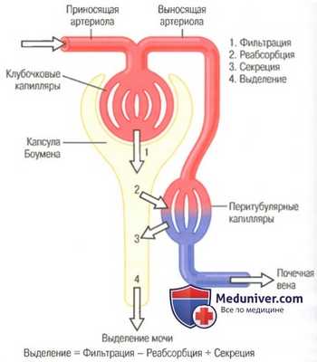 физиология почек