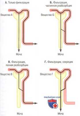 физиология почек