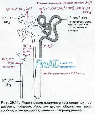 Канальцевая реабсорбция и секреция