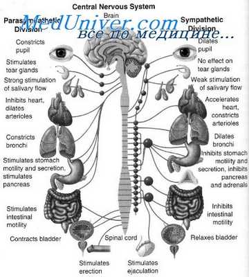 миастения гравис