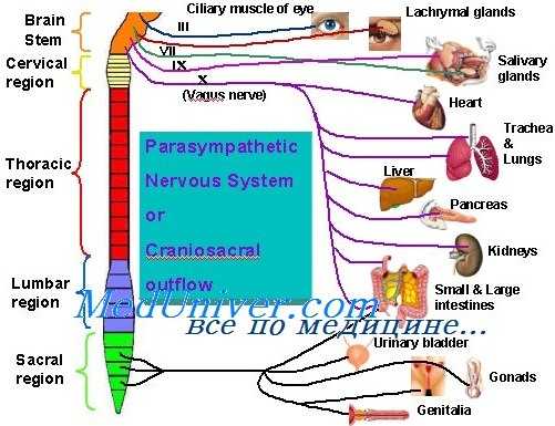 антихолинэстеразные средства
