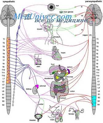миастения гравис