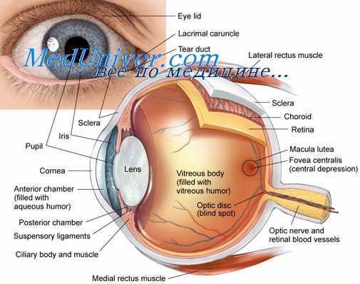 карбоангидраза
