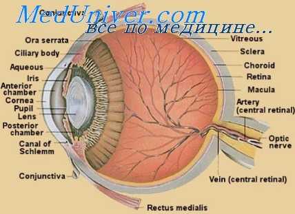 анатомия глаза