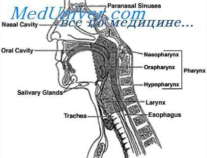 обонятельные ямки глотки