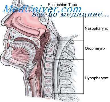 анатомия ротоглотки