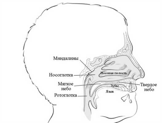 Носоглотка