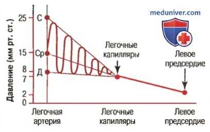 Легочное кровообращение. Анатомия легочного кровообращения