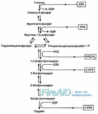 Катаболизм углеводов у бактерий. Гликолиз. Гликолитический путь окисления. Путь Эмбдена-Мейерхофа-Парнаса.