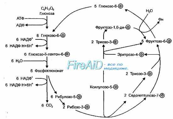 Пентозофосфатный путь окисления. Схема Варбурга-Диккенса-Хореккера-Рэкера.