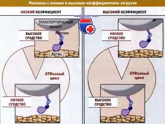 Коэффициент загрузки миозина