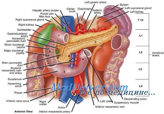 окклюзия верхней брыжеечной артерии