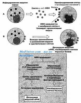 Интерферон (ифн) первого типа. ИФН I. Функции интерферона (ифн) первого типа. Интерферон (ифн) второго типа