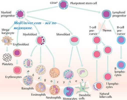 Факторы неспецифической резистентности организма. Система ИФН. Система интерферона (ифн). Функции интерферона (ифн)